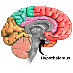 Hypothalamus: The Master Regulator 1 The hypothalamus is located in the bottom-central area of the brain, where it is uniquely positioned to perceive influences both inside and outside the protective blood-brain barrier.