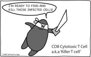T killer cells are actively pursuing the abnormal or foreign cells that need to be removed.