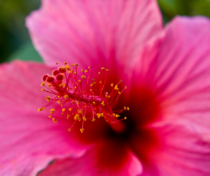 The delicate anatomy of a flower can be compared to the sensitive vulva and clitoris female tissues.