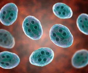 Do I need a Parasite Cleanse? 12 Parasites are not usually your only problem. You'll probably need to clear out yeast and fungus, too.