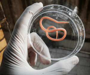 Do I need a Parasite Cleanse? 2 Most people think of a parasite as a worm.