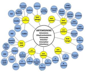 Artemisinin's compounds have so many modes of action, you can use it with just about any condition!