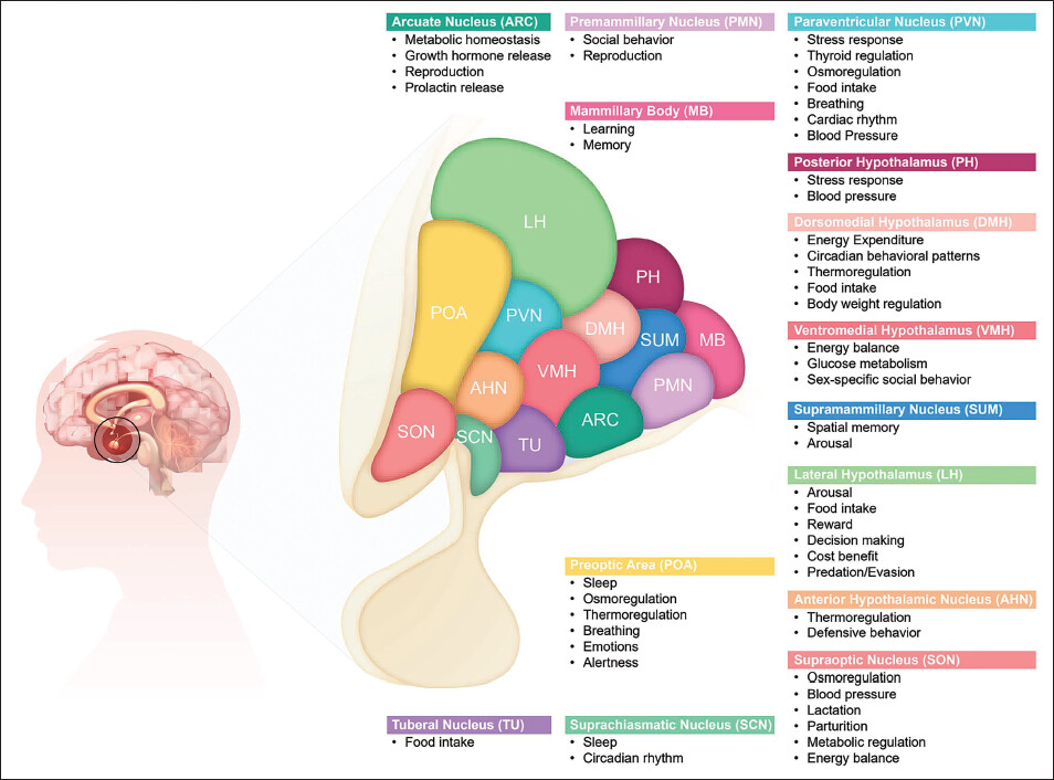 Hypothalamus: The Master Regulator 5 The hypothalamus helps to regulate your sleep, hunger, satiety, energy, temperature, and stress response, just to name a few!