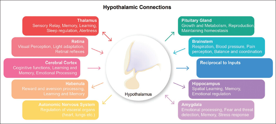 Hypothalamus: The Master Regulator 2 The hypothalamus has functional connections to the pituitary gland, the hippocampus, the retinas, amygdala, and multiple other parts of the brain.